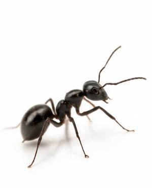 Ants
