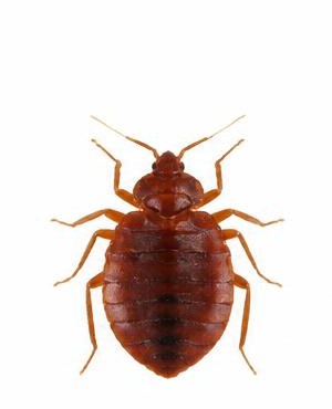Bed Bugs