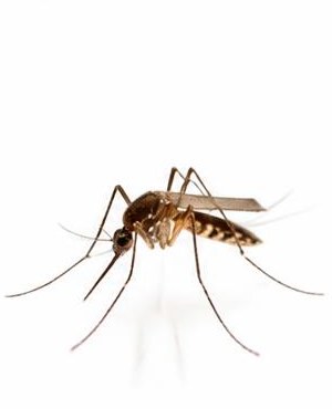 Mosquitoes
