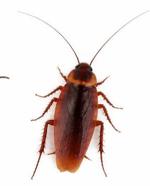 Roaches