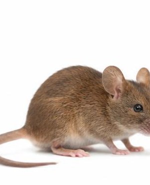 Rodents