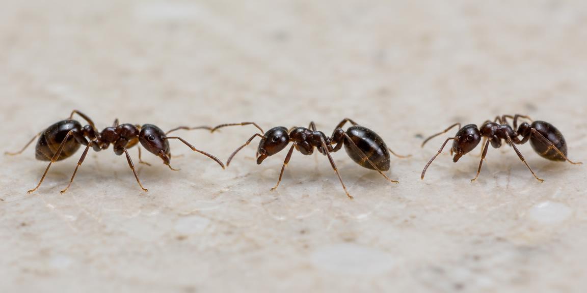 Household ants