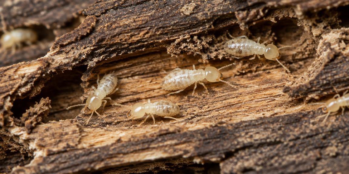 Termites on damaged wood