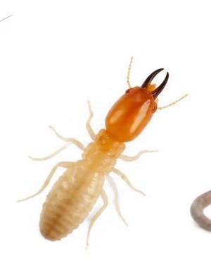 Termites