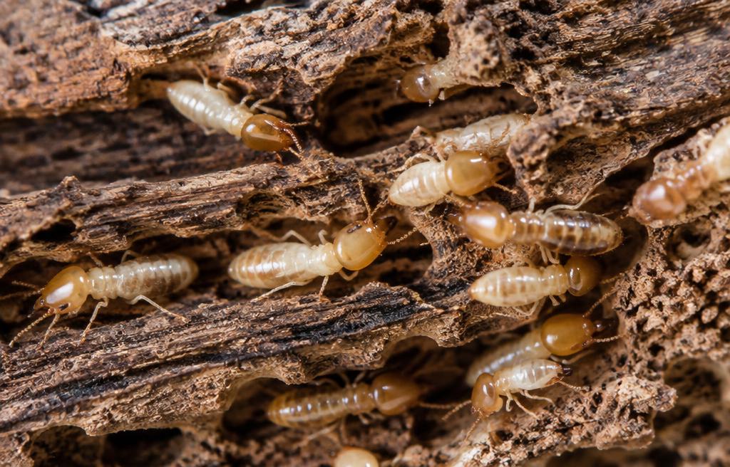 Termite Treatment